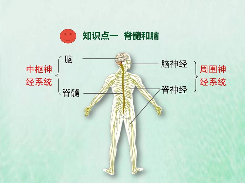 苏教版七年级生物下册第4单元生物圈中的人第12章人体生命活动的调节第2节人体的神经调节1课件第3页