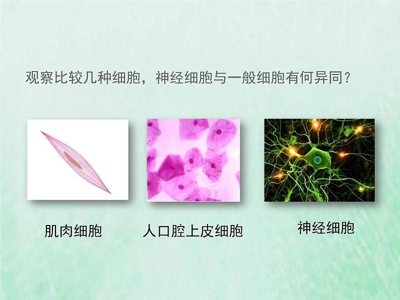 苏教版七年级生物下册第4单元生物圈中的人第12章人体生命活动的调节第2节人体的神经调节1课件第4页