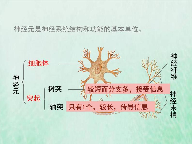 苏教版七年级生物下册第4单元生物圈中的人第12章人体生命活动的调节第2节人体的神经调节1课件05