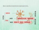 苏教版七年级生物下册第4单元生物圈中的人第12章人体生命活动的调节第2节人体的神经调节1课件