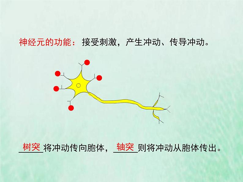 苏教版七年级生物下册第4单元生物圈中的人第12章人体生命活动的调节第2节人体的神经调节1课件第6页