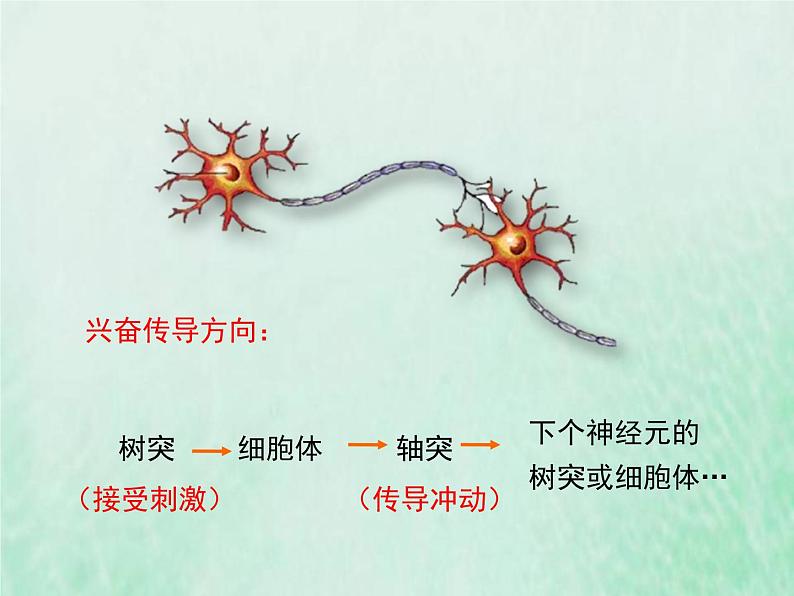 苏教版七年级生物下册第4单元生物圈中的人第12章人体生命活动的调节第2节人体的神经调节1课件第7页