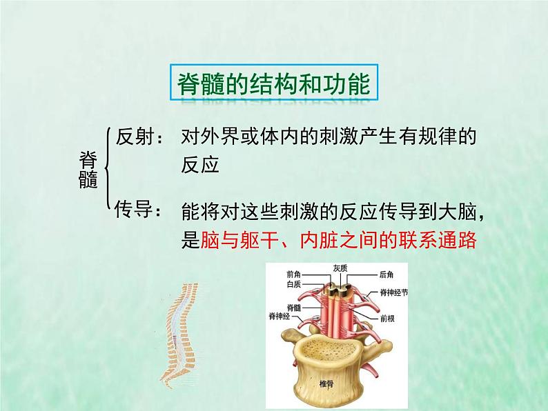 苏教版七年级生物下册第4单元生物圈中的人第12章人体生命活动的调节第2节人体的神经调节1课件第8页