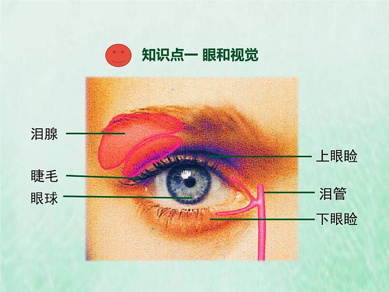 苏教版七年级生物下册第4单元生物圈中的人第12章人体生命活动的调节第3节人体感知信息1课件03