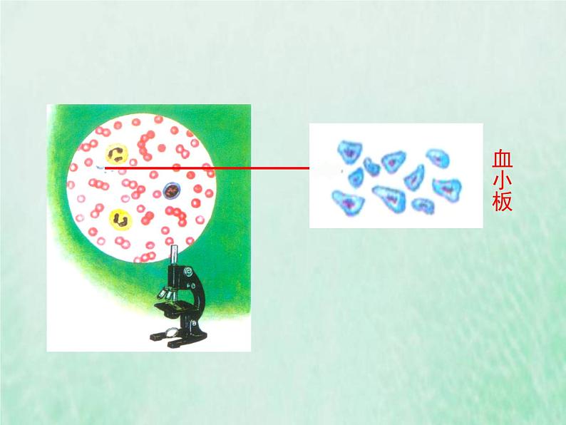 苏教版七年级生物下册第4单元生物圈中的人第10章人体内的物质运输和能量供给第1节血液和血型课件第6页