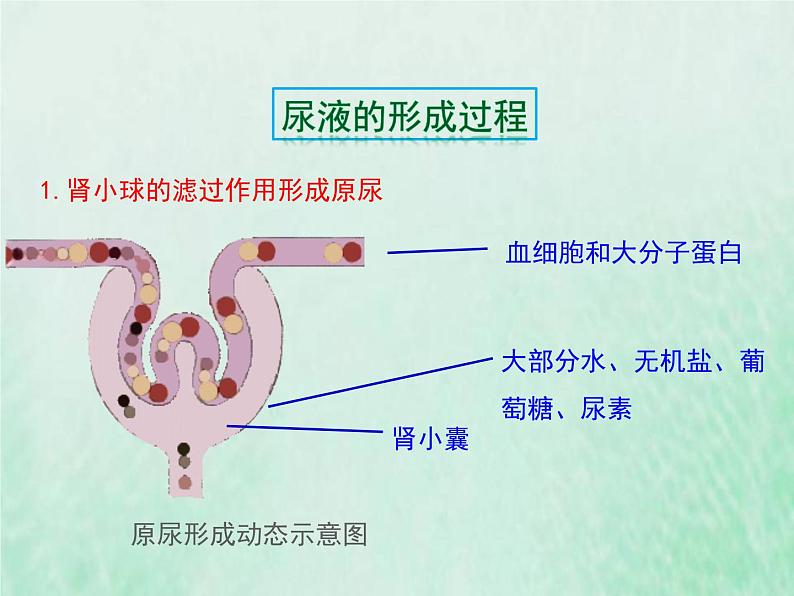 苏教版七年级生物下册第4单元生物圈中的人第11章人体内的废物排入环境第2节人体废物的排出课件07