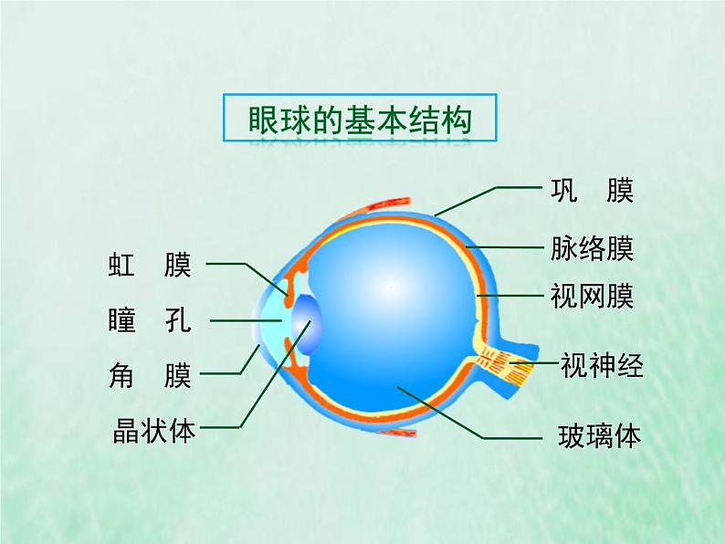 苏教版七年级生物下册第4单元生物圈中的人第12章人体生命活动的调节第3节人体感知信息课件04