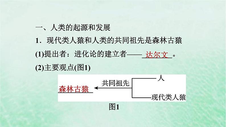 人教版七年级生物下册期末复习冲刺第1章人的由来课件02