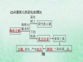 人教版七年级生物下册期末复习冲刺第1章人的由来课件