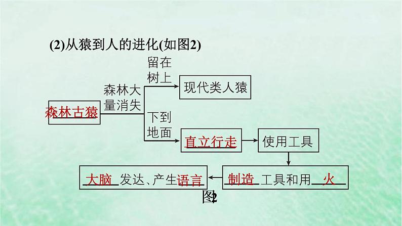 人教版七年级生物下册期末复习冲刺第1章人的由来课件04