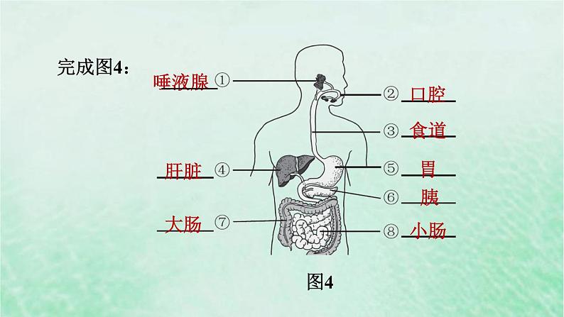 人教版七年级生物下册期末复习冲刺第2章人体的营养课件07