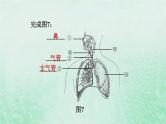 人教版七年级生物下册期末复习冲刺第3章人体的呼吸课件