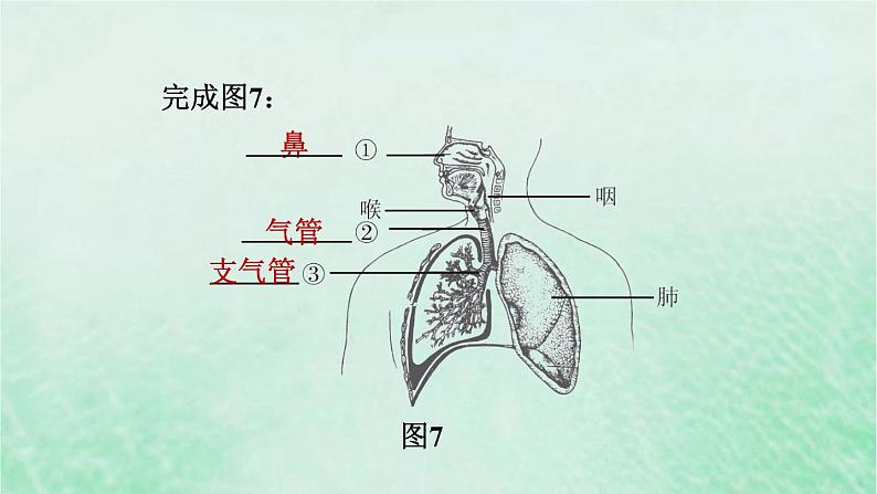 人教版七年级生物下册期末复习冲刺第3章人体的呼吸课件03