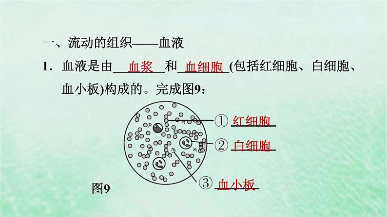 人教版七年级生物下册期末复习冲刺第4章人体内物质的运输课件02