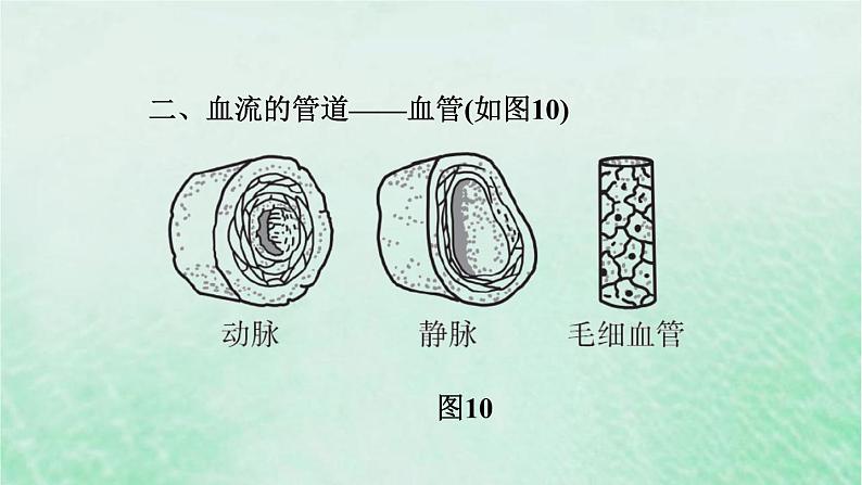 人教版七年级生物下册期末复习冲刺第4章人体内物质的运输课件05