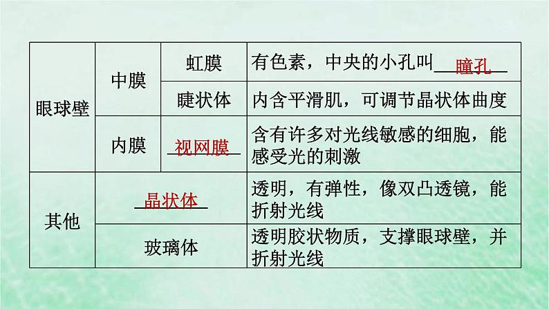 人教版七年级生物下册期末复习冲刺第6章人体生命活动的调节课件03