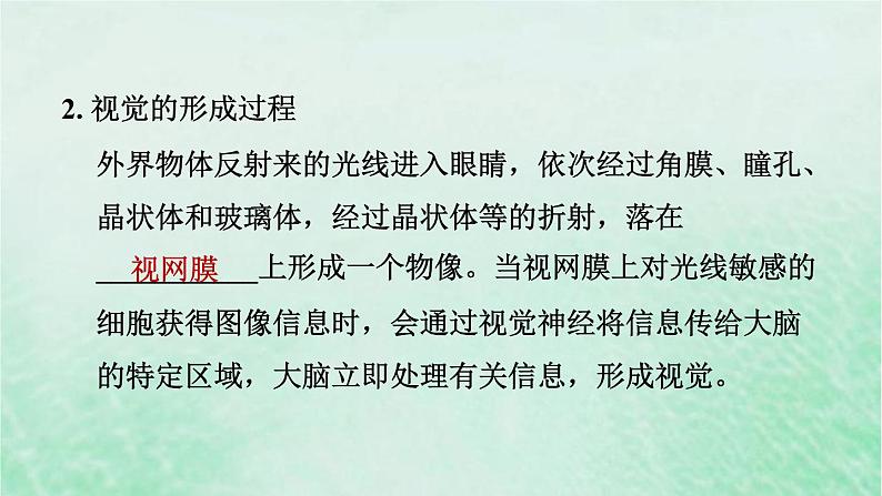 人教版七年级生物下册期末复习冲刺第6章人体生命活动的调节课件04