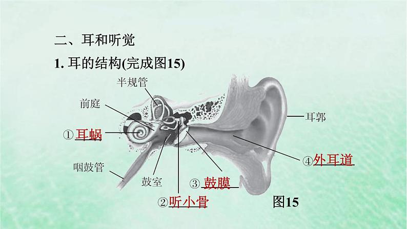 人教版七年级生物下册期末复习冲刺第6章人体生命活动的调节课件06