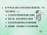 人教版七年级生物下册期末复习冲刺识图学生物课件