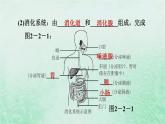 人教版七年级生物下册第4单元生物圈中的人第2章人体的营养第2节消化和吸收第1课时食物的消化3课件