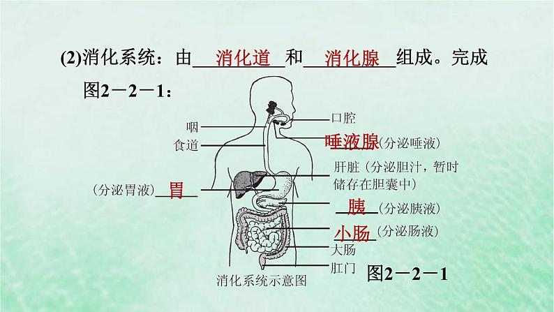 人教版七年级生物下册第4单元生物圈中的人第2章人体的营养第2节消化和吸收第1课时食物的消化3课件03