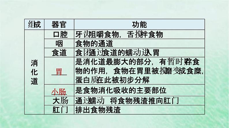 人教版七年级生物下册第4单元生物圈中的人第2章人体的营养第2节消化和吸收第1课时食物的消化3课件04