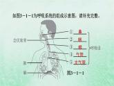 人教版七年级生物下册第4单元生物圈中的人第3章人体的呼吸第1节呼吸道对空气的处理3课件