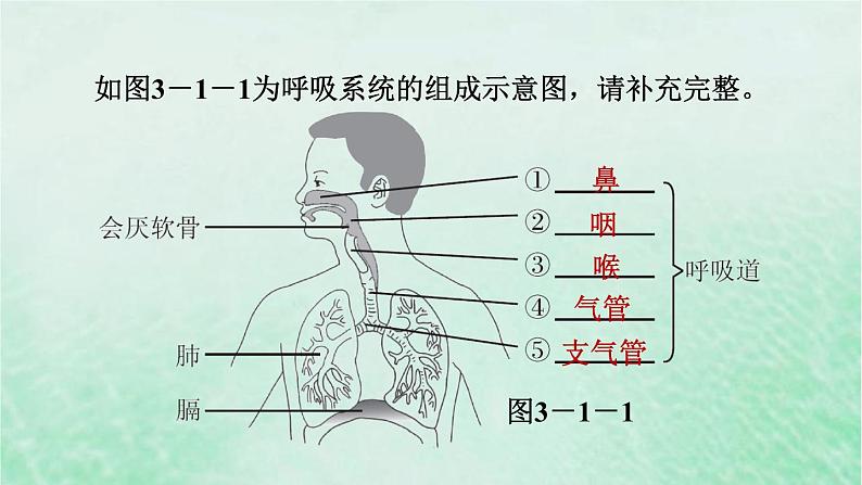 人教版七年级生物下册第4单元生物圈中的人第3章人体的呼吸第1节呼吸道对空气的处理3课件第3页