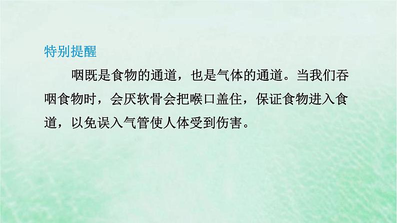 人教版七年级生物下册第4单元生物圈中的人第3章人体的呼吸第1节呼吸道对空气的处理3课件第4页