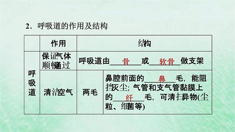 人教版七年级生物下册第4单元生物圈中的人第3章人体的呼吸第1节呼吸道对空气的处理3课件第5页