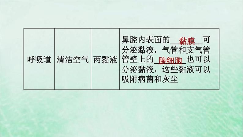 人教版七年级生物下册第4单元生物圈中的人第3章人体的呼吸第1节呼吸道对空气的处理3课件第6页