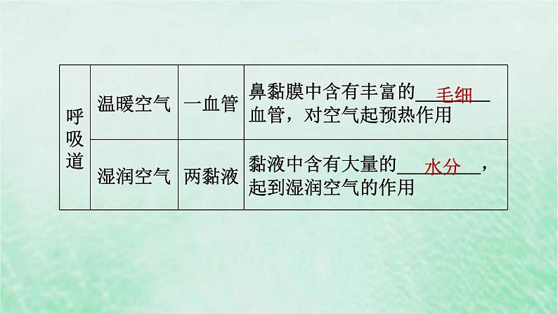 人教版七年级生物下册第4单元生物圈中的人第3章人体的呼吸第1节呼吸道对空气的处理3课件第7页