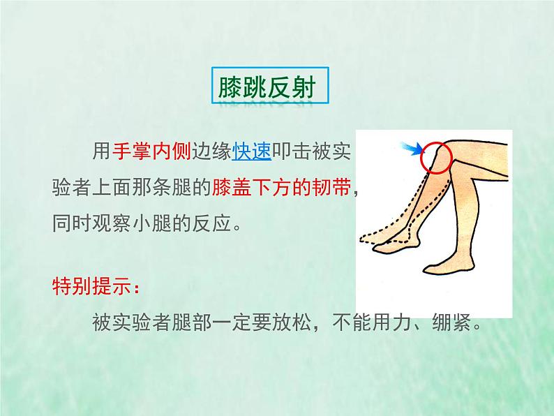 人教版七年级生物下册第4单元生物圈中的人第6章人体生命活动的调节第3节神经调节的基本方式课件第4页