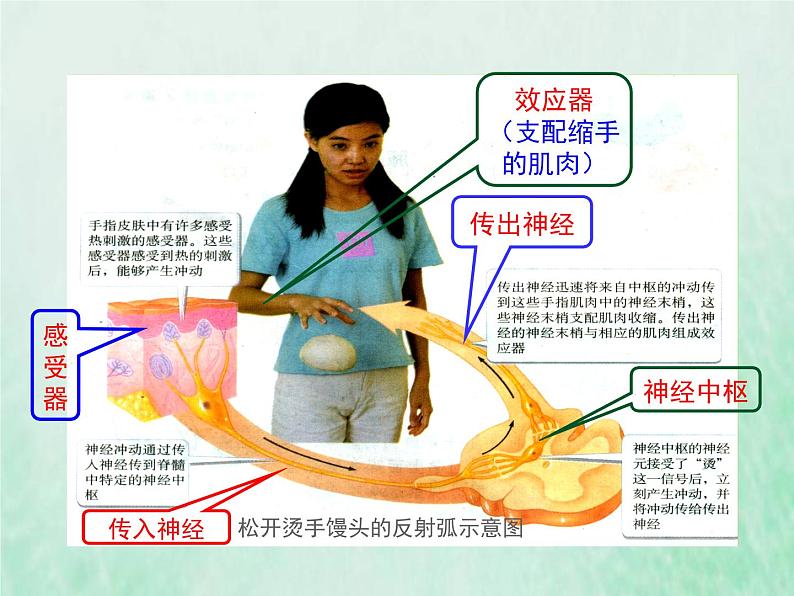 人教版七年级生物下册第4单元生物圈中的人第6章人体生命活动的调节第3节神经调节的基本方式课件第7页