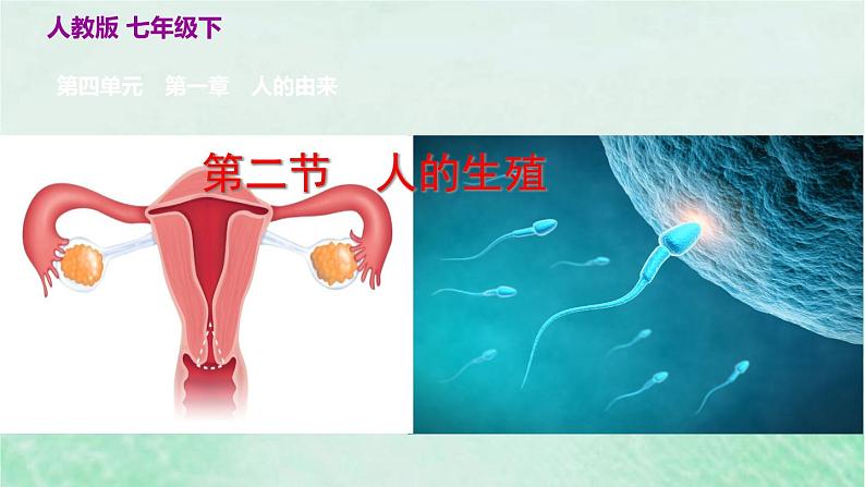 人教版七年级生物下册第4单元生物圈中的人第1章人的由来第2节人的生殖课件02