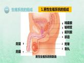 人教版七年级生物下册第4单元生物圈中的人第1章人的由来第2节人的生殖课件