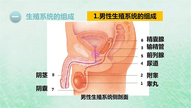 人教版七年级生物下册第4单元生物圈中的人第1章人的由来第2节人的生殖课件04