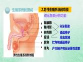 人教版七年级生物下册第4单元生物圈中的人第1章人的由来第2节人的生殖课件