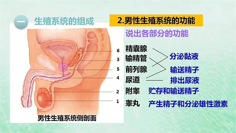 人教版七年级生物下册第4单元生物圈中的人第1章人的由来第2节人的生殖课件05