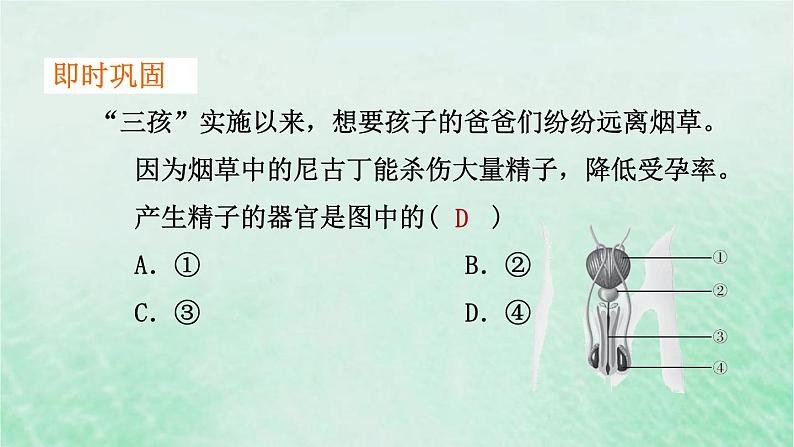 人教版七年级生物下册第4单元生物圈中的人第1章人的由来第2节人的生殖课件07