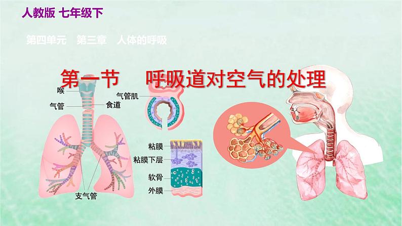 人教版七年级生物下册第4单元生物圈中的人第3章人体的呼吸第1节呼吸道对空气的处理课件第2页