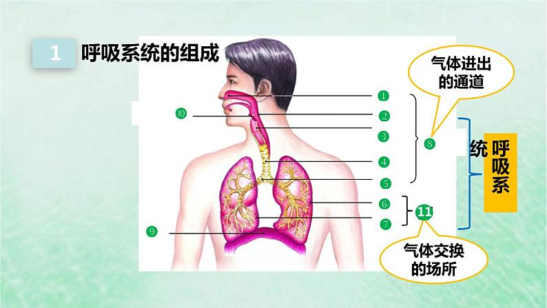 人教版七年级生物下册第4单元生物圈中的人第3章人体的呼吸第1节呼吸道对空气的处理课件第4页