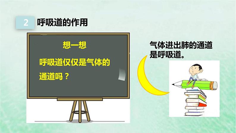 人教版七年级生物下册第4单元生物圈中的人第3章人体的呼吸第1节呼吸道对空气的处理课件第6页