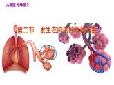 人教版七年级生物下册第4单元生物圈中的人第3章人体的呼吸第2节发生在肺内的气体交换课件