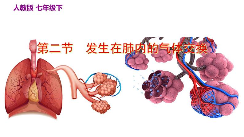 人教版七年级生物下册第4单元生物圈中的人第3章人体的呼吸第2节发生在肺内的气体交换课件第3页