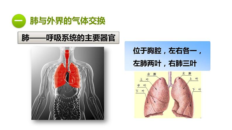 人教版七年级生物下册第4单元生物圈中的人第3章人体的呼吸第2节发生在肺内的气体交换课件第5页