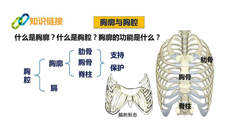 人教版七年级生物下册第4单元生物圈中的人第3章人体的呼吸第2节发生在肺内的气体交换课件第8页