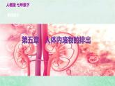 人教版七年级生物下册第4单元生物圈中的人第5章人体内废物的排出课件