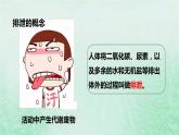 人教版七年级生物下册第4单元生物圈中的人第5章人体内废物的排出课件