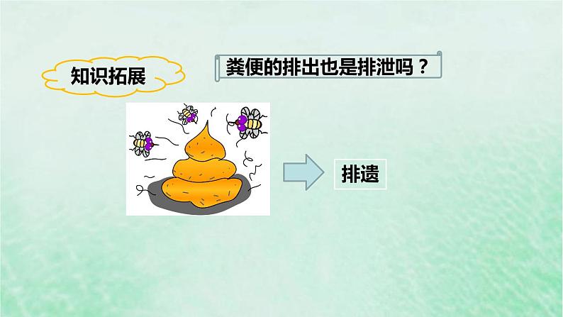 人教版七年级生物下册第4单元生物圈中的人第5章人体内废物的排出课件05